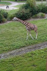 giraffe in the grass © Luis