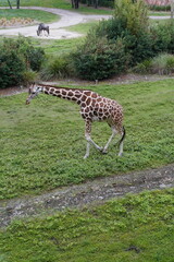 giraffe eating grass © Luis