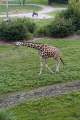 giraffe eating grass © Luis