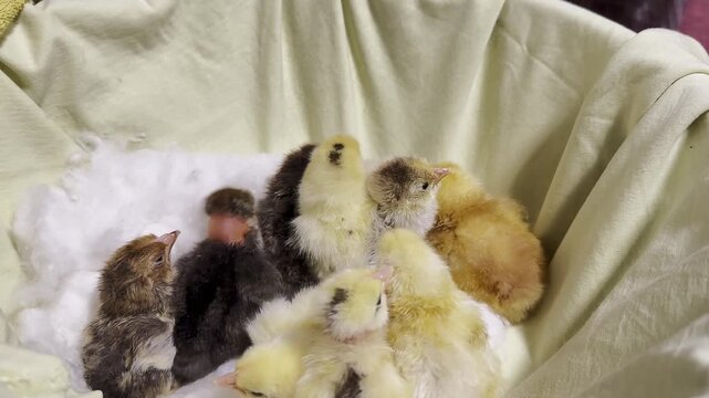 Video clip featuring newly hatched chicks in a basket, with static camera capturing their movements. Indoor setting with soft lighting.