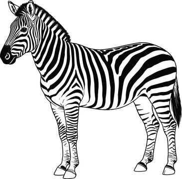 Realistic black and white line of a standing zebra with distinct striped patterns and a short mane on a white background