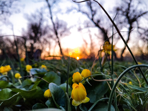Small yellow spring flowers blooming on meadow at sunset back light close up