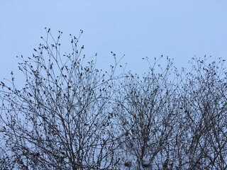 Obraz premium Bare deciduous shrub branches with remnants of fruit against white surface of fresh snow on frozen lake featuring high contrast of black and white on cold cloudy winter day with copyspace on top