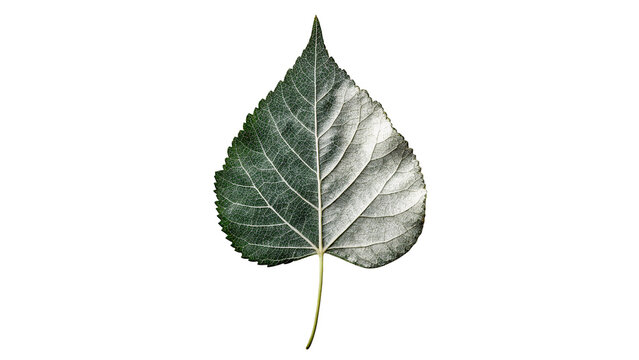Green poplar tree leaf branch foliage botany isolated on transparent background
