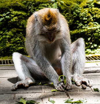 Macaque Monkey Scratching While Sitting on Stone Pavement in Tropical Garden