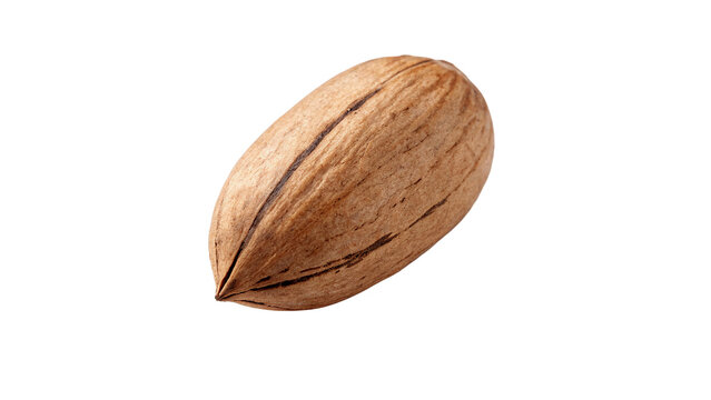 Single whole pecan nut in shell crop isolated on transparent background