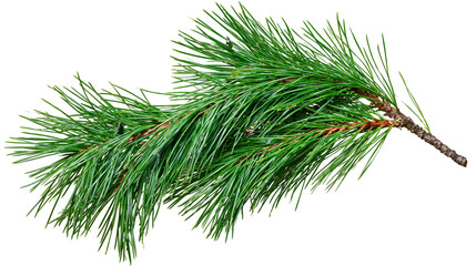 Isolated fresh green pine branch with evergreen needles, perfect for winter and Christmas holiday designs © David