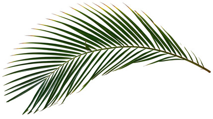 Isolated lush green palm frond, a vibrant tropical leaf element for design and natural themes © David