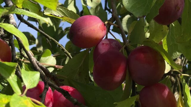Close-Up of Ripe Plums Growing in Scottish Orchard