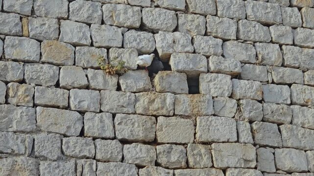Two pigeons resting in a gap of an old limestone block wall