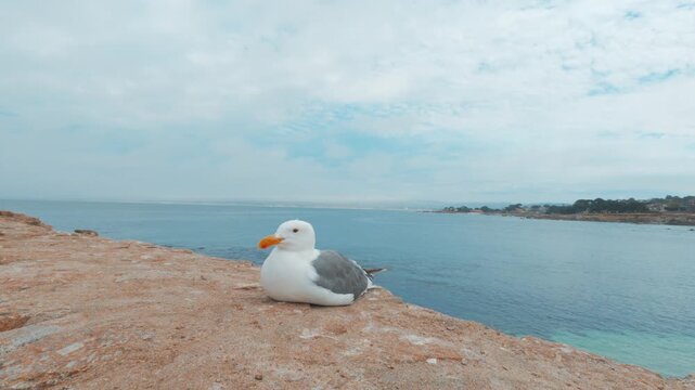 close up of a seagull