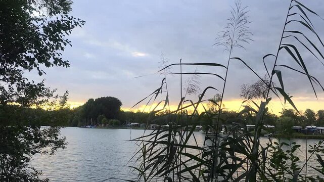 Serene lake at dusk with tall reeds and overcast skies  