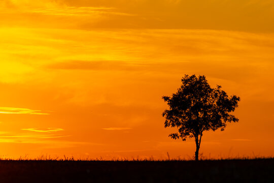 einzelner Baum gegen Sonnenuntergang orangener Himmel