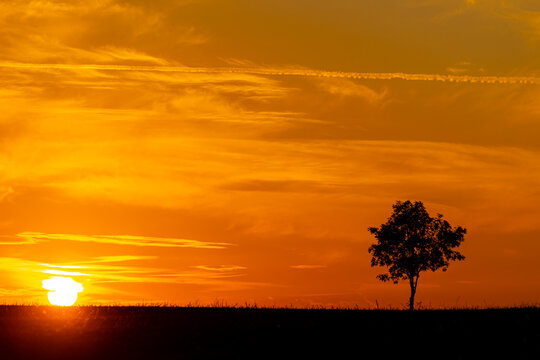 einzelner Baum gegen Sonnenuntergang orangener Himmel