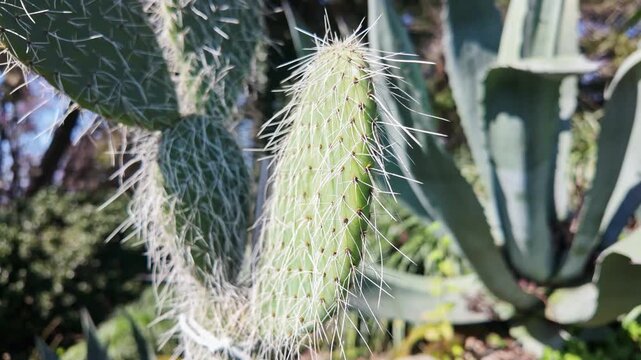 A green cactus stem bristles with long white needles beside agave leaves.