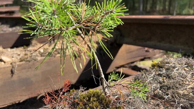 Young Pine Sapling Growing Among Old Railway Sleepers and Rails in a Forest Environment