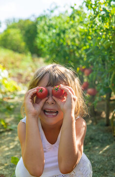 Child with tomatoes in the garden. Selective focus.