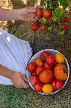 Child with tomatoes in the garden. Selective focus.