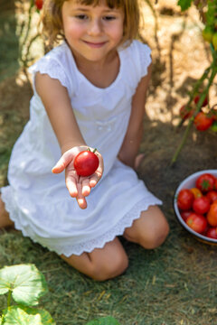 Child with tomatoes in the garden. Selective focus.