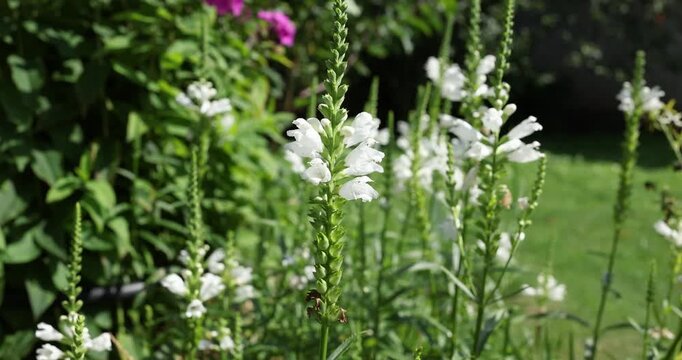 Physostegia virginiana obedient plant blooming in sunny cottagecore garden. Beautiful white perennial flowers closeup highlighting eco friendly country lifestyle and organic flower gardening.
