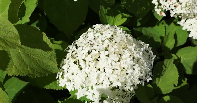 Hydrangea arborescens smooth hydrangea blooming with pollinator honey bee in sunny cottagecore garden. Beautiful white arborescent flowers closeup highlighting eco friendly country lifestyle.