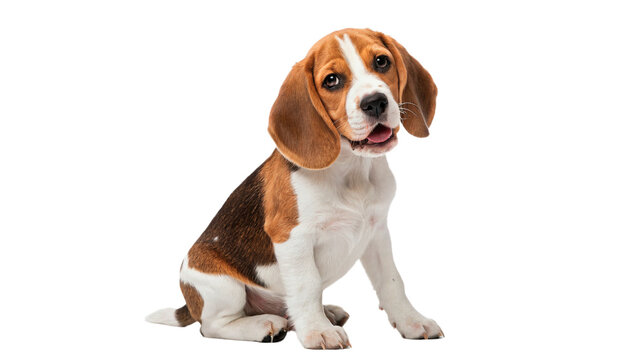 Cute beagle puppy dog sitting portrait isolated on transparent background