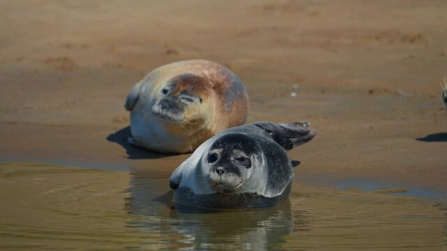 Harbor seals resting on the beach