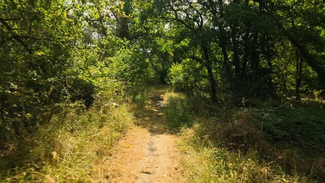 Monks Wood, Cambridgeshire, England, UK - August 24 2026: POV Walking Sequence. Through Monks Wood Forest, through a more open area and around a corner back into more built up woodland.