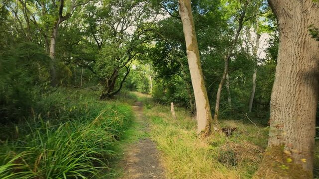 Monks Wood, Cambridgeshire, England, UK - August 24 2026: POV Walking sequence. Walking past some very old ancient trees that are starting to get covered in moss.