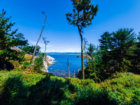view of Point Lobos, California
