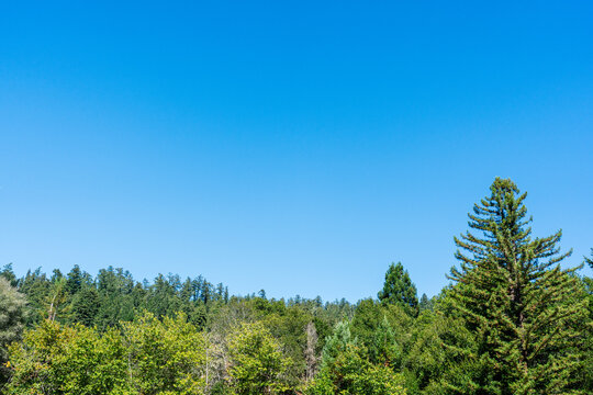 trees with blue sky