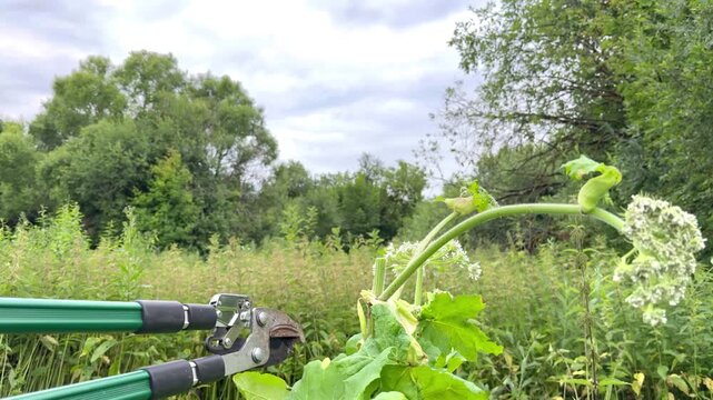 Gardener cutting invasive Sosnowsky hogweed stems with large loppers, agriculture, weed control, land management, toxic plant removal, outdoor yard care