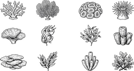 Vintage Hand Drawn Sea Coral and Seaweed Vector Set with Underwater Ocean Reef Engraving Illustrations © MstThomina