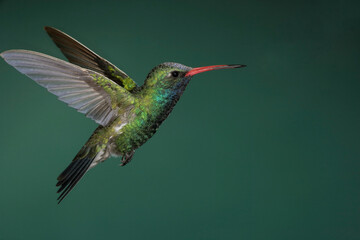 Fototapeta premium Broad-billed hummingbird in flight
