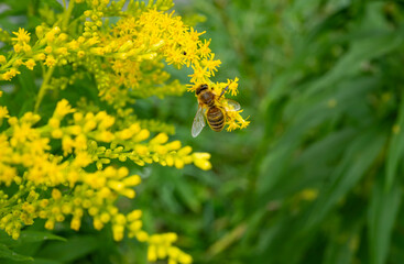 Close-up of a Bee on Goldenrod © chiyacat