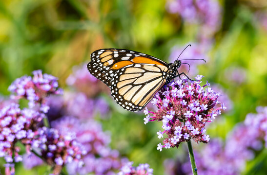 Close-up of a Monarch Butterfly Feeding on Purpletop Vervain