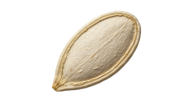 Single organic raw pumpkin seed healthy natural vegan snack isolated on transparent background