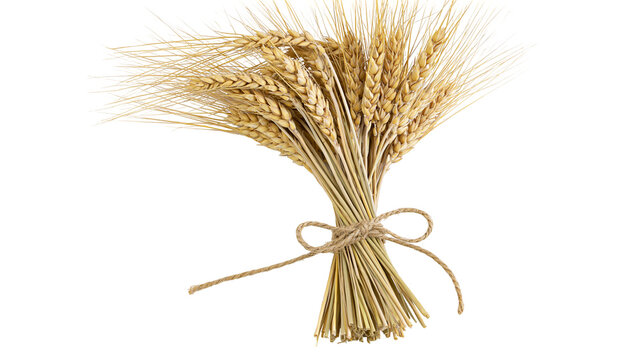 Isolated rustic bundle of ripe golden wheat tied with natural twine, symbolizing harvest