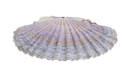 Isolated natural scallop shell displaying beautiful ribbed texture and subtle coloration. © Gabriel