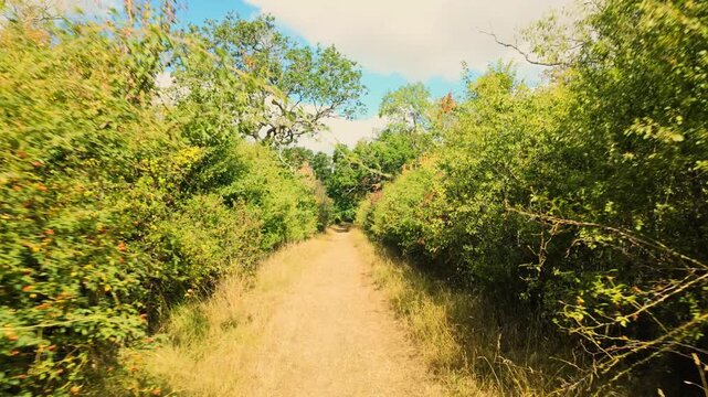 Monks Wood, Cambridgeshire, England, UK - August 24 2026: POV Walking sequence. Walking on a path lined with thick and overgrown bushes, strong sun overhead.