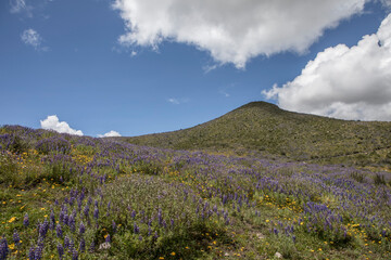Obraz premium flowers in the mountains