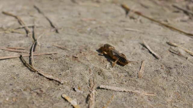 European mole cricket crawls slowly over dry sandy ground under direct natural sunlight. High quality visual asset illustrating entomology research and wildlife biology themes.