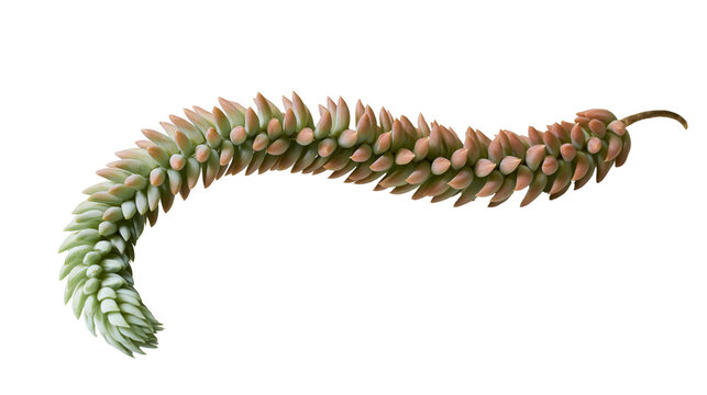 Isolated vibrant succulent plant, a burro's tail with curving stem and fleshy green-red leaves
