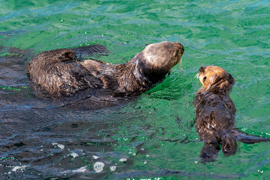Southern Sea Otter Mother and Pup Swimming in Monterey Bay, California