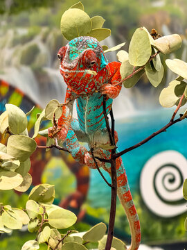 Panther Chameleon (Furcifer pardalis) at a Reptile Exhibition