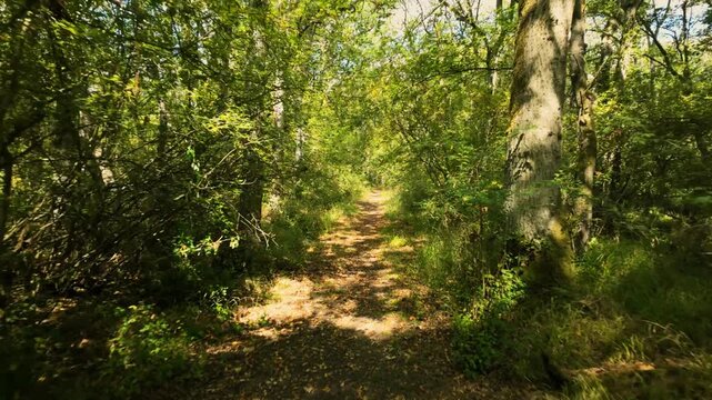 Monks Wood, Cambridgeshire, England, UK - August 24 2026: POV Walking sequence. Walking through a deep and dark area of the forest, despite light coming through the trees, moody and mystical feel.