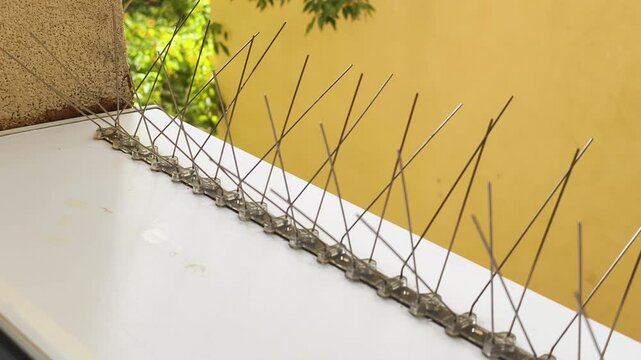 Cruel sharp spikes installed on building ledge prevent birds from landing. Hostile sharp spikes block natural perching space, creating aggressive urban barrier for wild pigeons outdoors.