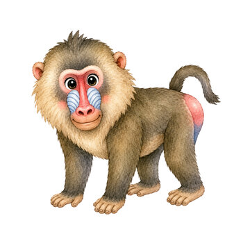 Cute Cartoon Mandrill Illustration for Kids