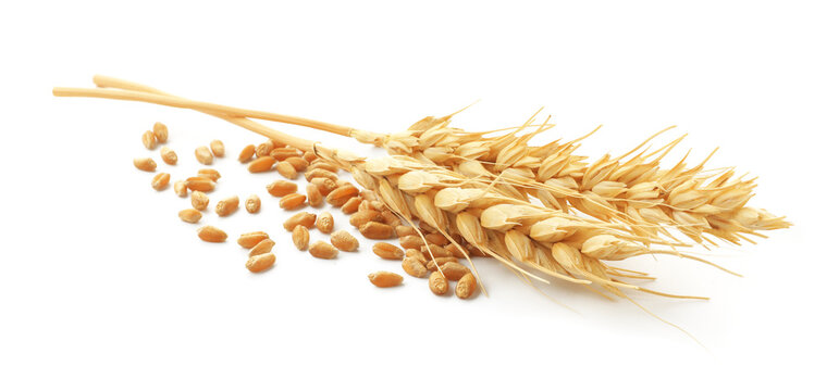 Wheat spikes and grains isolated on white