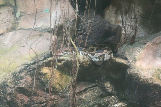 Reticulated Python Coiled on Rocky Ledge with Hanging Roots